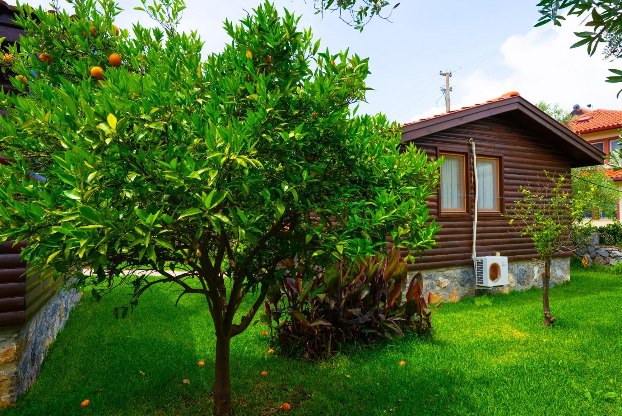 Defne Olive Gardens, Koca Calis, Fethiye - Previously Defne Pansiyon Ngoại thất bức ảnh